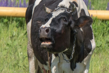 В Бразилии закупят кормовую добавку для борьбы с отрыжкой скота